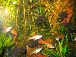 gallery_10800_1135_45591.jpg