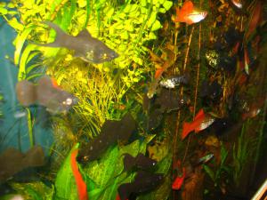 gallery_10800_1135_61929.jpg
