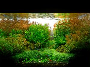 gallery_21525_1350_377145.jpg