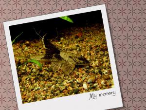 gallery_9962_1410_195353.jpg