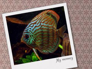 gallery_9962_1410_66431.jpg