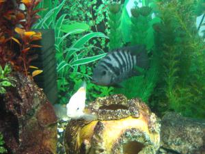 gallery_15927_1415_1993241.jpg