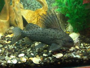 gallery_15927_1415_3014946.jpg