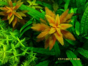 gallery_9962_593_61627.jpg