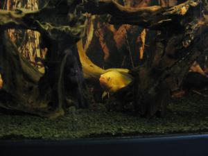 gallery_17927_1225_613668.jpg