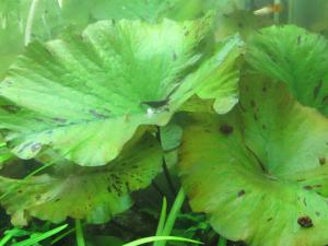 gallery_18339_1325_41030.jpg