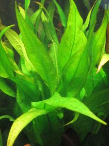 gallery_18339_1325_41417.jpg