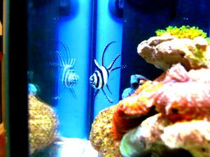 gallery_7576_1421_109580.jpg