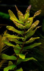 gallery_15245_1422_54791.jpg