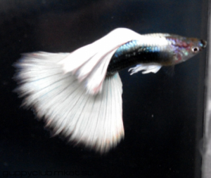 gallery_9962_1430_192025.png