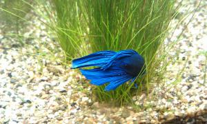 gallery_20889_1436_321994.jpg