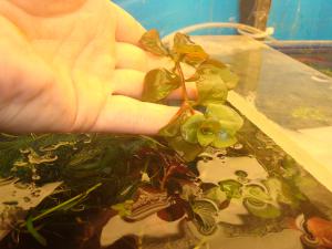 gallery_16019_1444_114019.jpg