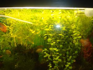 gallery_16019_1444_2106665.jpg