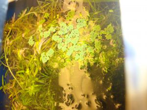gallery_16019_1444_2183575.jpg