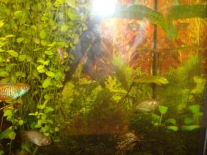 gallery_16019_1444_624822.jpg