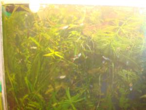 gallery_16019_1444_876355.jpg