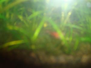 gallery_16019_1444_1151940.jpg
