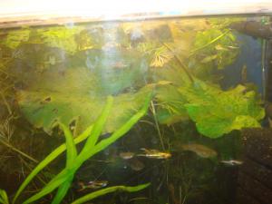 gallery_16019_1444_1431658.jpg