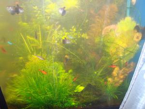 gallery_16019_1444_2052551.jpg