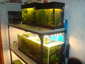 gallery_16019_1444_1046306.jpg