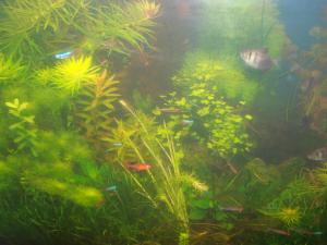 gallery_16019_1444_1775536.jpg