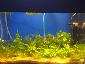 gallery_16019_1444_472239.jpg