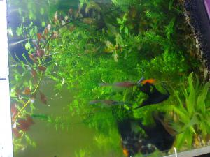 gallery_16019_1444_628091.jpg