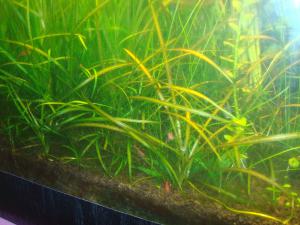 gallery_16019_1444_750550.jpg