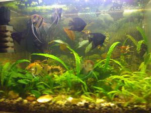 gallery_16019_1444_757843.jpg