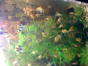 gallery_16019_1444_377672.jpg