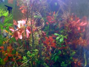 gallery_16019_1444_444127.jpg