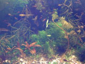 gallery_16019_1444_568239.jpg