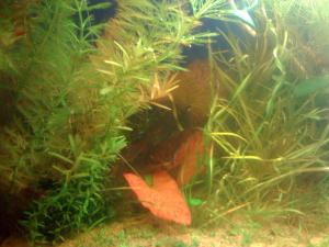 gallery_16019_1444_594344.jpg