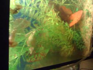gallery_16019_1444_615605.jpg