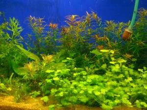 gallery_16019_1444_745292.jpg