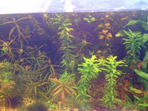 gallery_16019_1444_755991.jpg