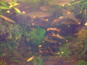 gallery_16019_1444_115758.jpg