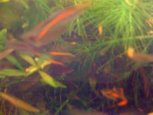 gallery_16019_1444_460767.jpg