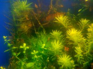 gallery_16019_1451_183903.jpg