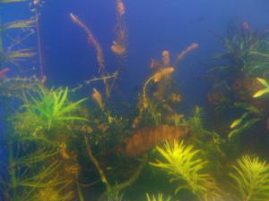 gallery_16019_1451_618372.jpg