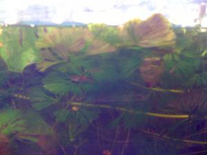 gallery_16019_1444_236364.jpg