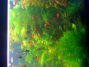 gallery_16019_1444_391835.jpg