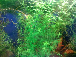 gallery_16019_1444_591851.jpg