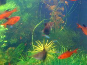 gallery_16019_1451_713543.jpg