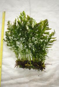 gallery_19275_1454_2419210.jpg