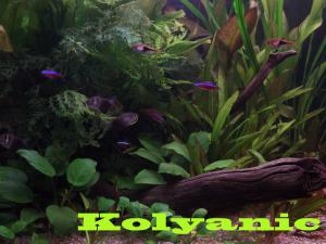gallery_11527_1458_1405550.jpg
