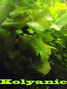 gallery_11527_1458_1708398.jpg