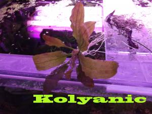 gallery_11527_1458_1774373.jpg