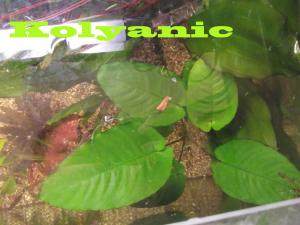gallery_11527_1458_195882.jpg