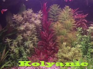 gallery_11527_1458_2157711.jpg